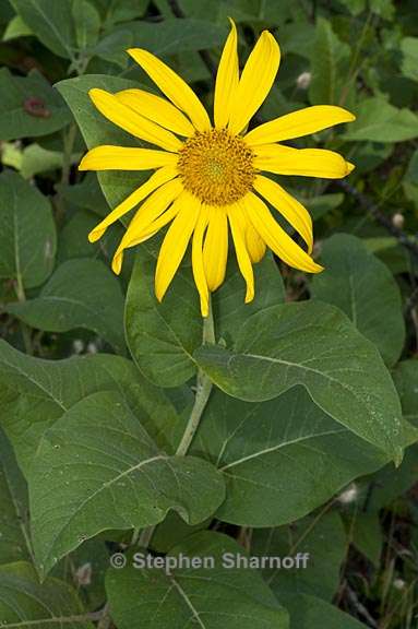 wyethia elata 1 graphic